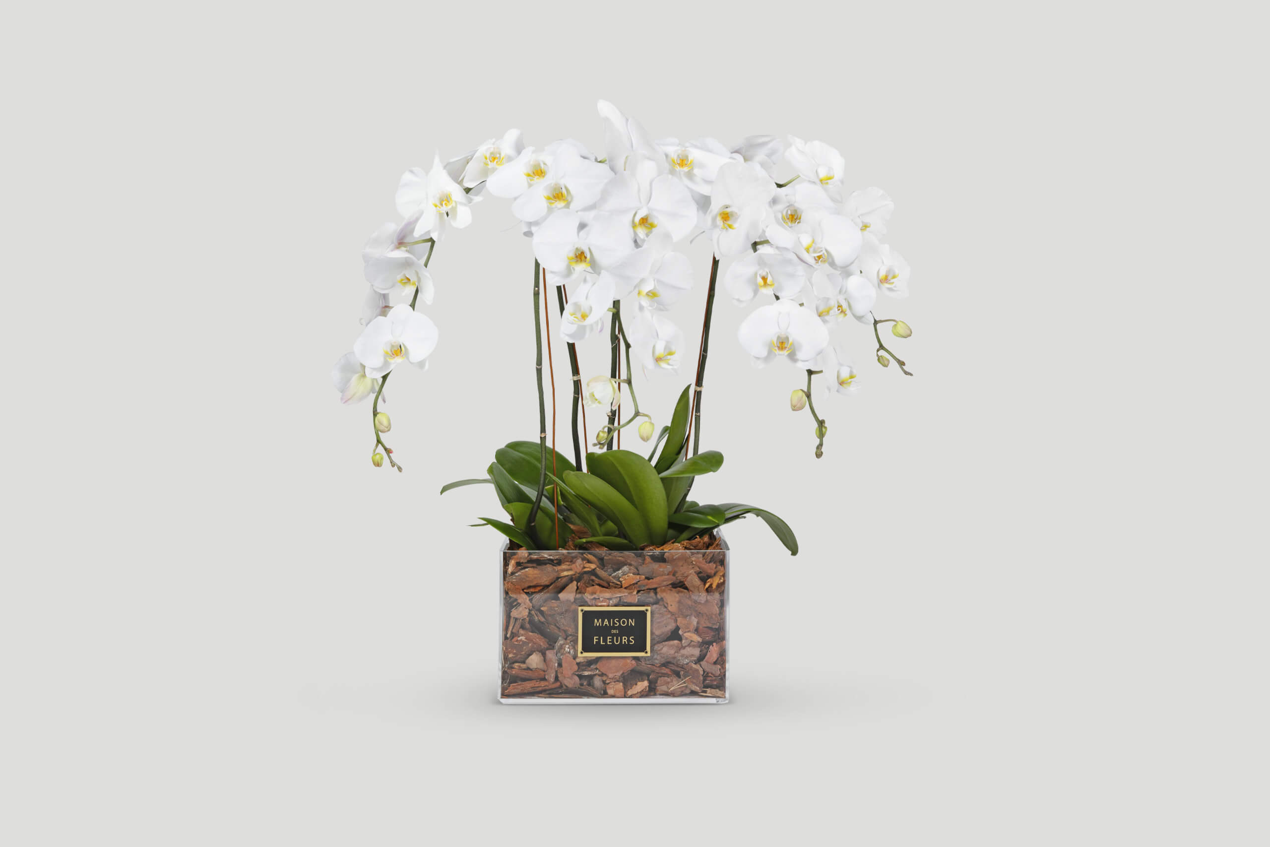Orchids Waterfall - Luxury Orchids Flowers Delivery